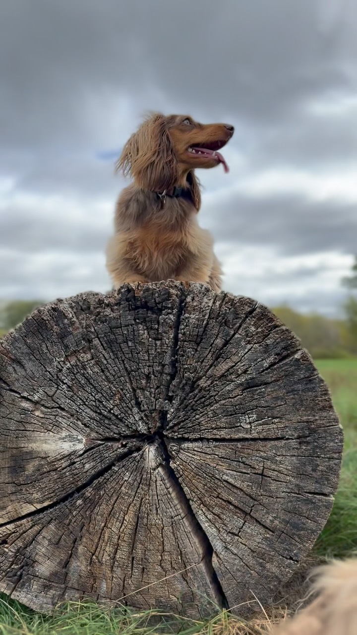 Luna and Dottie — Riverside adventures