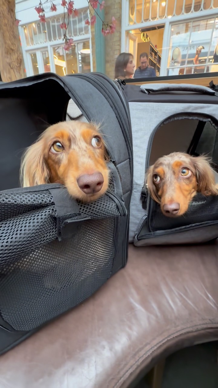 Luna and Dottie — Little sausages, big city